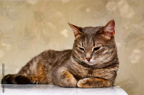 A gray striped kitty poses for the camera!