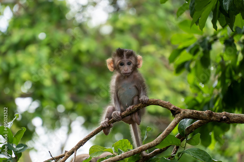 Cute Baby Monkey on tree in forest . Animal conservation and protecting ecosystems concept. © kasarp