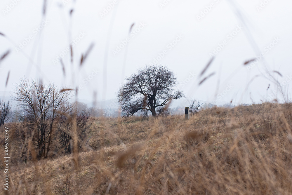 Fototapeta premium autumn landscape tree and field and sky