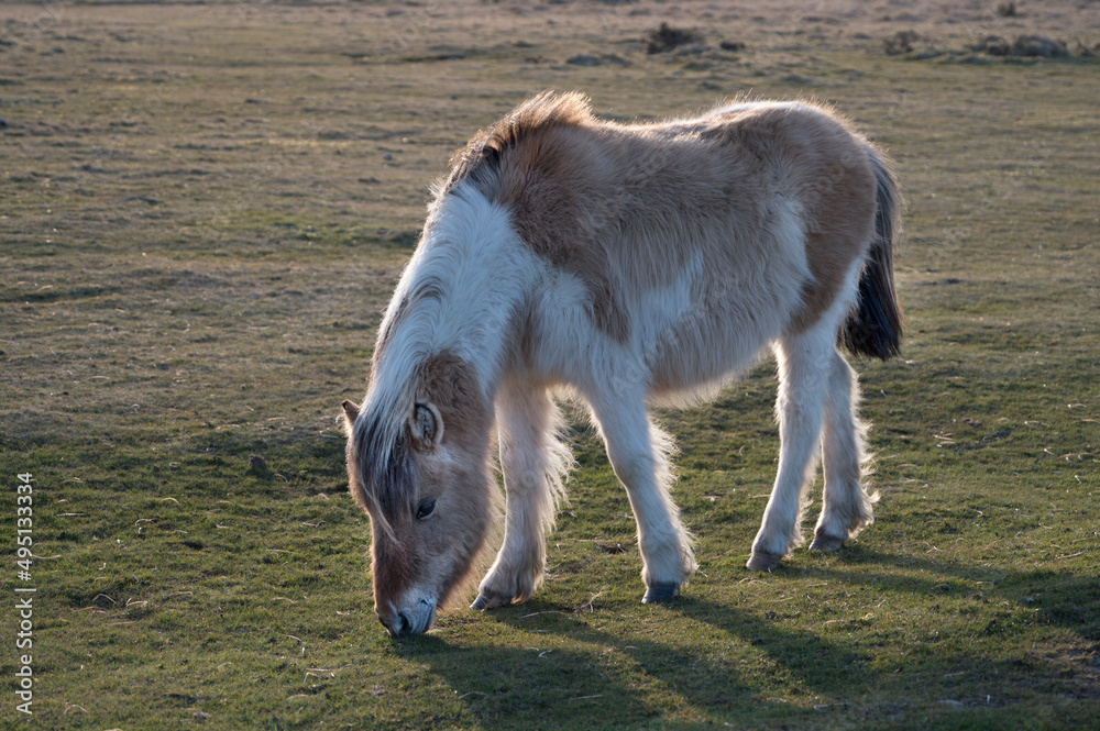 Fototapeta premium Devon Dartmoor pony
