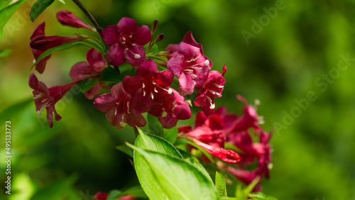 Flowering Weigela Bristol Ruby. Selective focus and close-up of beautiful bright pink weigela flowers against evergreen in ornamental garden. Flower landscape for nature wallpaper. 