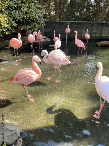 pink flamingos in the lake