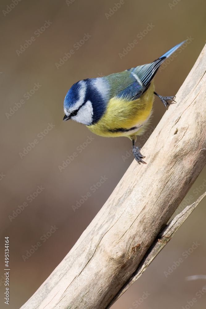 Fototapeta premium la mésange bleue