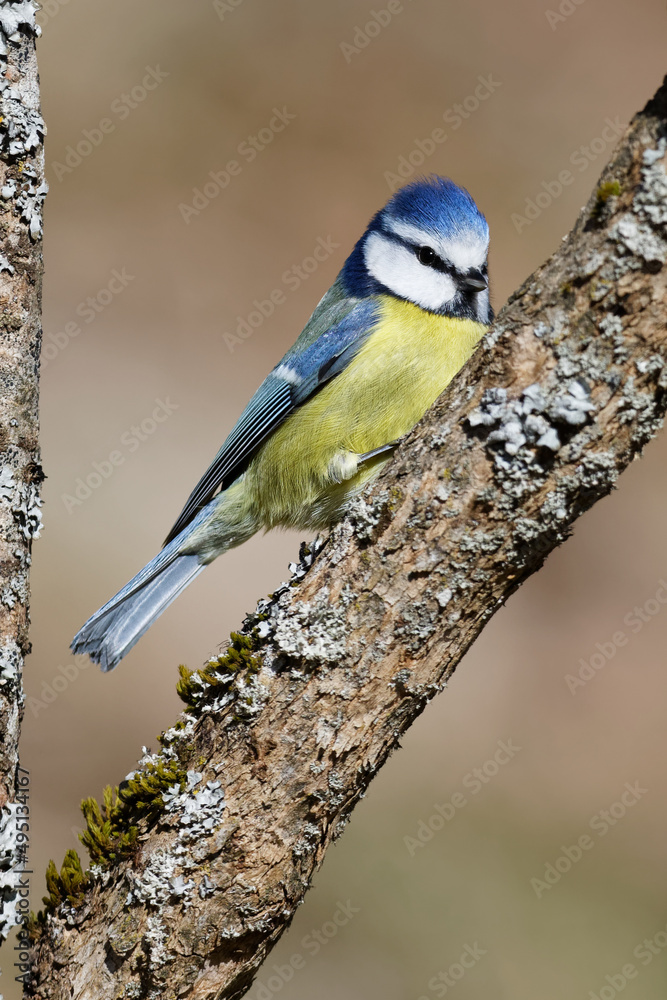 Fototapeta premium la mésange bleue