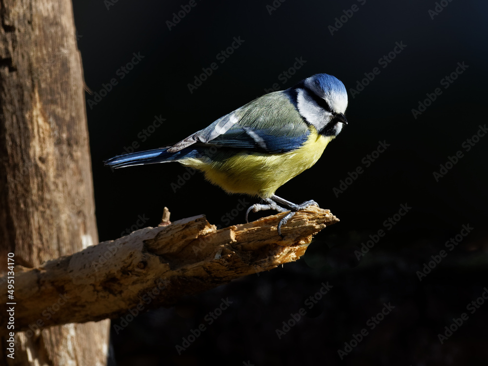 Obraz premium la mésange bleue