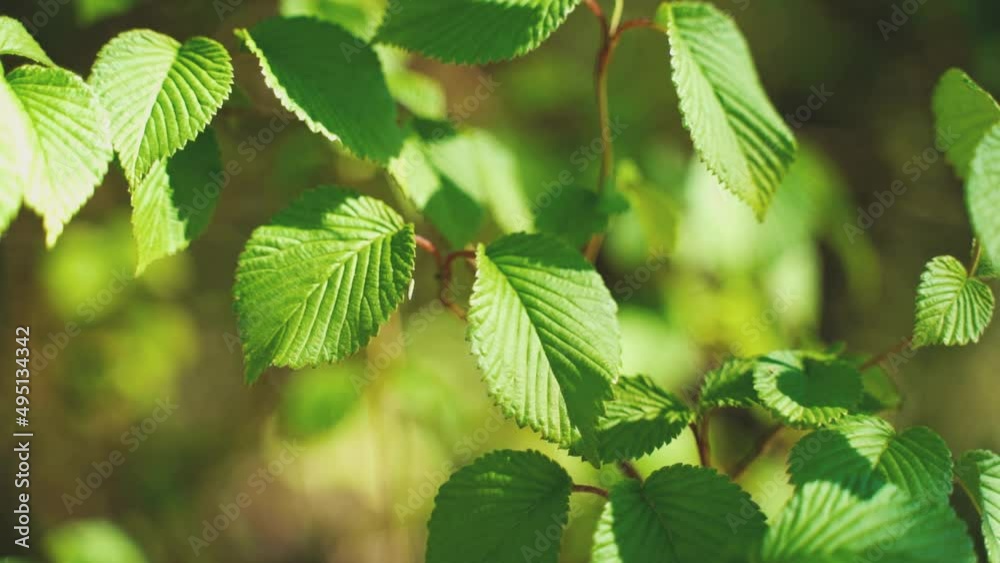 Feuilles de noisetier au soleil
