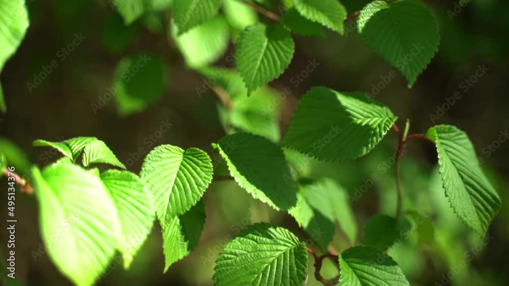 Feuilles de noisetier