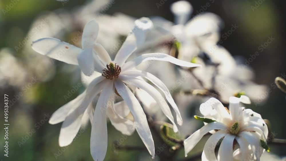 Fleur blanche au gré du vent