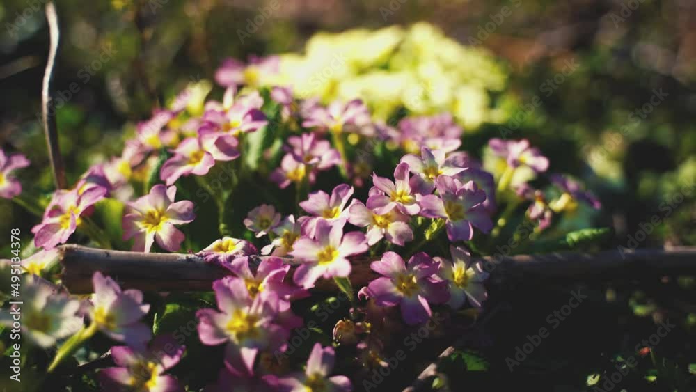 Parterre de fleurs