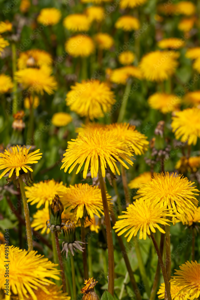 yellow beautiful dandelion flowers with seeds yellow beautiful dandelion flowers with seeds