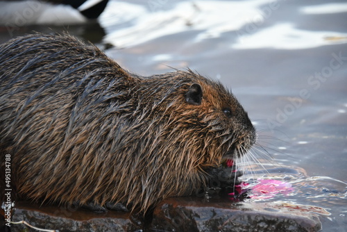 group of elephants family walking, Elephants in zoological garden