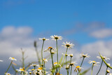 old fading chamomile flowers in summer or spring