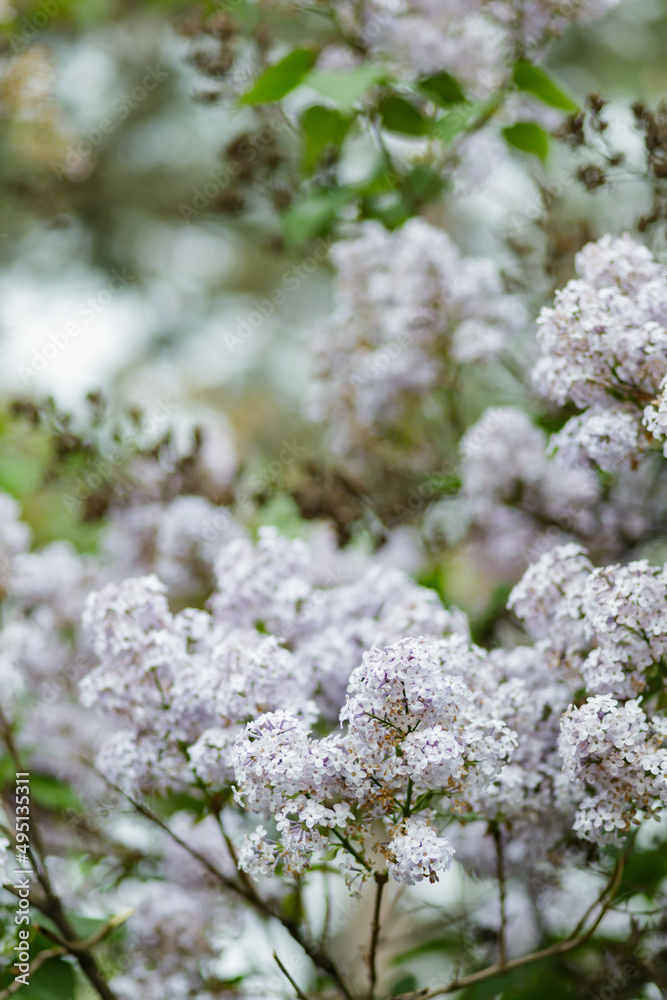 Lilac shrubs flowering in spring time. Purple lilac flowers spring blossom background Lilac shrubs flowering in spring time. Purple lilac flowers spring blossom background