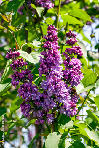 old blooming lilac flowers in the spring season