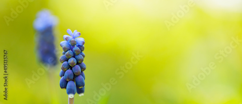 Muscari blue primroses on a blurred background. Spring flowers muscari grape hyacinth on a meadow. Copy space