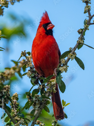 Photography red cardinal perched in a tree branch