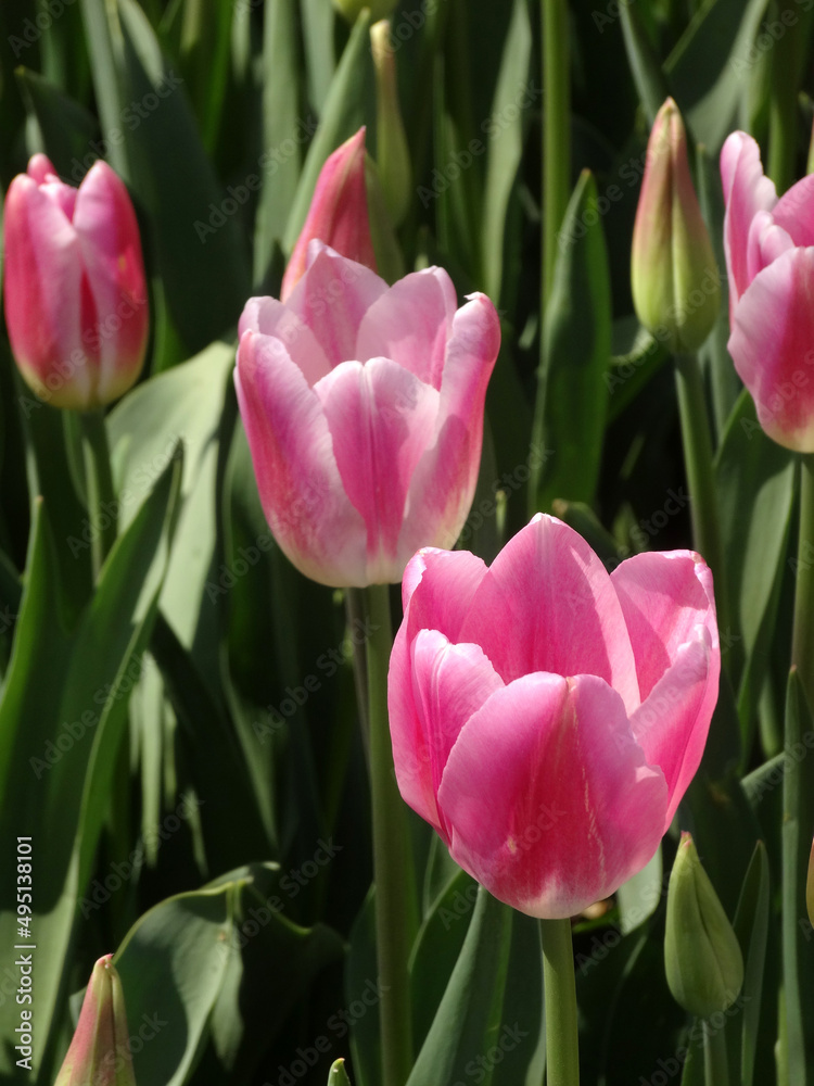 Fototapeta premium Pink tulips during spring in Emirgan, Istanbul, Turkey.