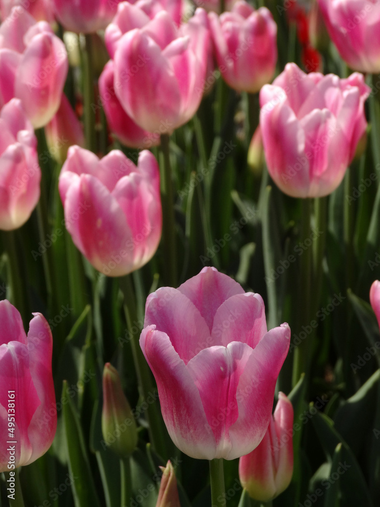 Fototapeta premium Pink tulips during spring in Emirgan, Istanbul, Turkey. 