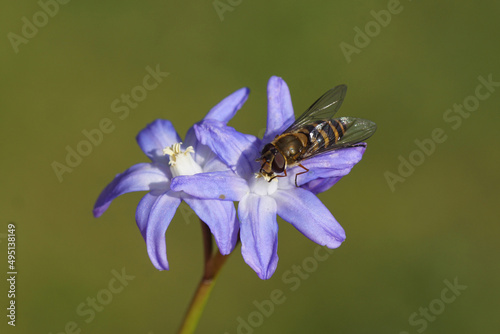 Close up female hoverfly, Syrphus torvus, family hoverflies (Syrphidae) on flowering Glory of the Snow (Chionodoxa luciliae), subfamily Scilloideae, family Asparagaceae. Dutch garden, spring, March.