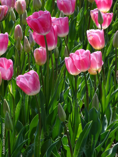 Pink tulips during spring in Emirgan  Istanbul  Turkey. 