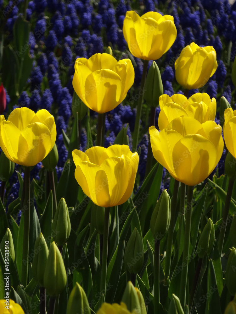 Fototapeta premium Yellow tulips with grape hyacinths on the backgroung during spring in Emirgan, Istanbul, Turkey. 