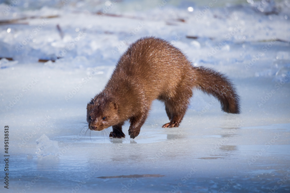 Obraz premium American Mink