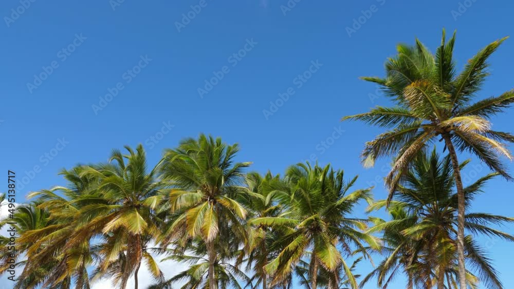 Coconut palm trees on tropical sandy shore. Macao beach. Dominican Republic Coconut palm trees on tropical sandy shore. Macao beach. Dominican Republic