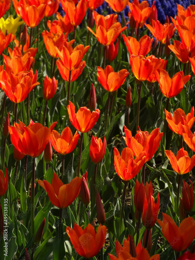 Orange tulips during spring in Emirgan, Istanbul, Turkey.   