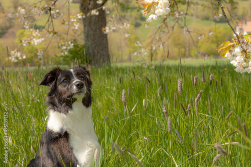 An amazing spring portrait of a happy and healthy black and white border collie in an orchard, under a blossoming apple tree.
