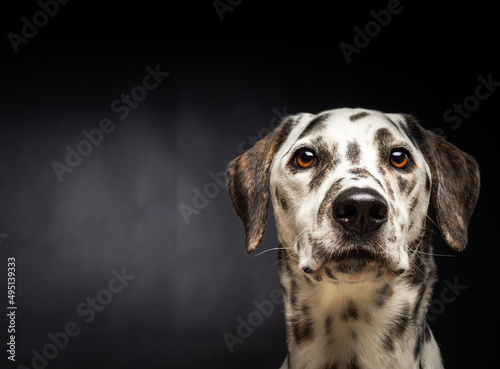 Portrait of a Dalmatian dog  on an isolated black background.