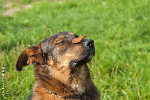 Dog keeps the food on the nose