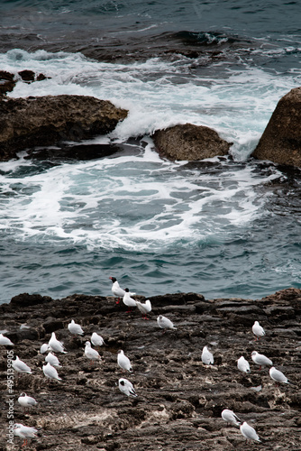 Siracusa mediterranean landscape. Seagulls on the shore