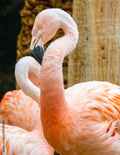 Close up of a Flamingo in captivity  seen in Las Vegas, Nevada from the iconic hotel 