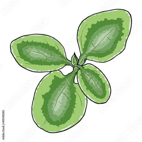Chelsea Wax Plant green leaf. Hoya Carnosa Krinkle leaves. Succulent lush. Vector.