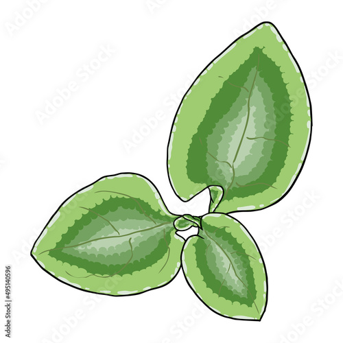Chelsea Wax Plant green leaf. Hoya Carnosa Krinkle leaves. Succulent lush. Vector. photo