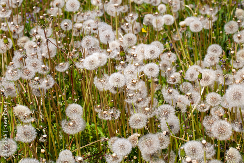 white beautiful dandelion flowers with seeds white beautiful dandelion flowers with seeds