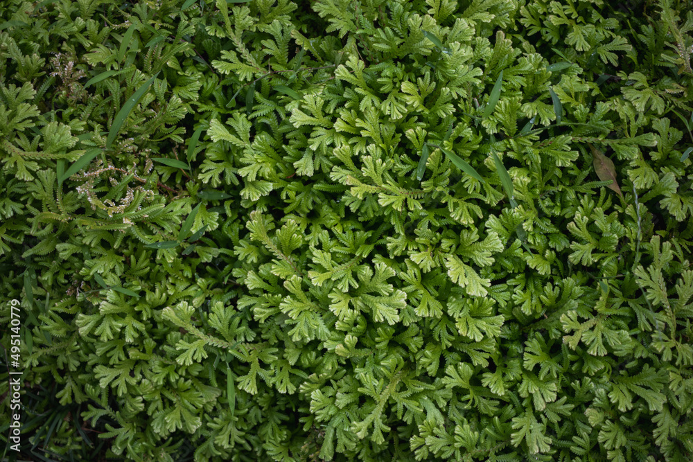 Background with bright green fern leaves that commonly grow in tropical forests. Ferns are often planted as ornamental plants for shady and refreshing atmosphere. background with Copy Space for text. Background with bright green fern leaves that commonly grow in tropical forests. Ferns are often planted as ornamental plants for shady and refreshing atmosphere. background with Copy Space for text.