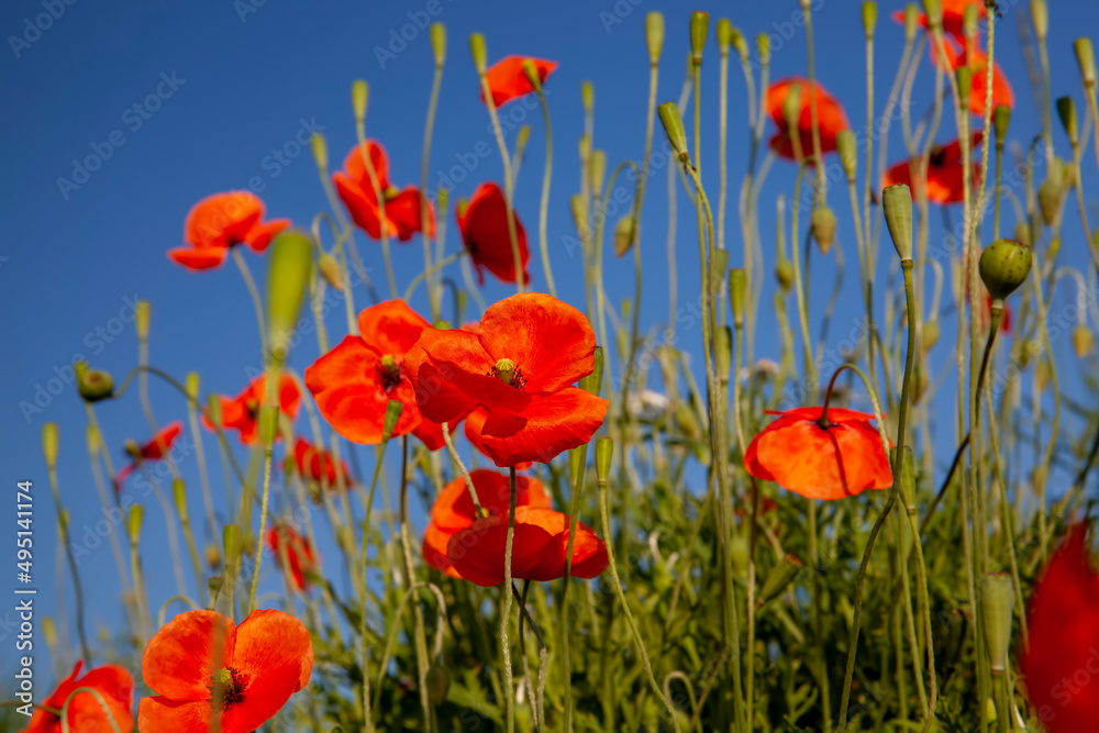 Fototapeta premium red poppy flowers in summer during flowering
