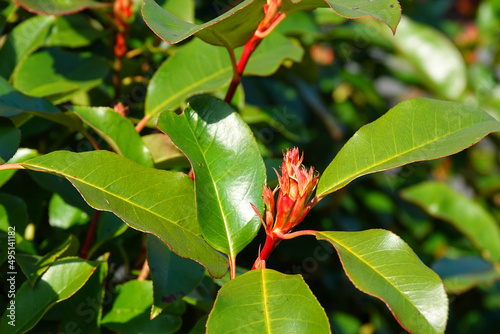 Ein grünblättriger Strauch mit roten Stengeln und Pflanzentrieben im Frühling in Nahansicht