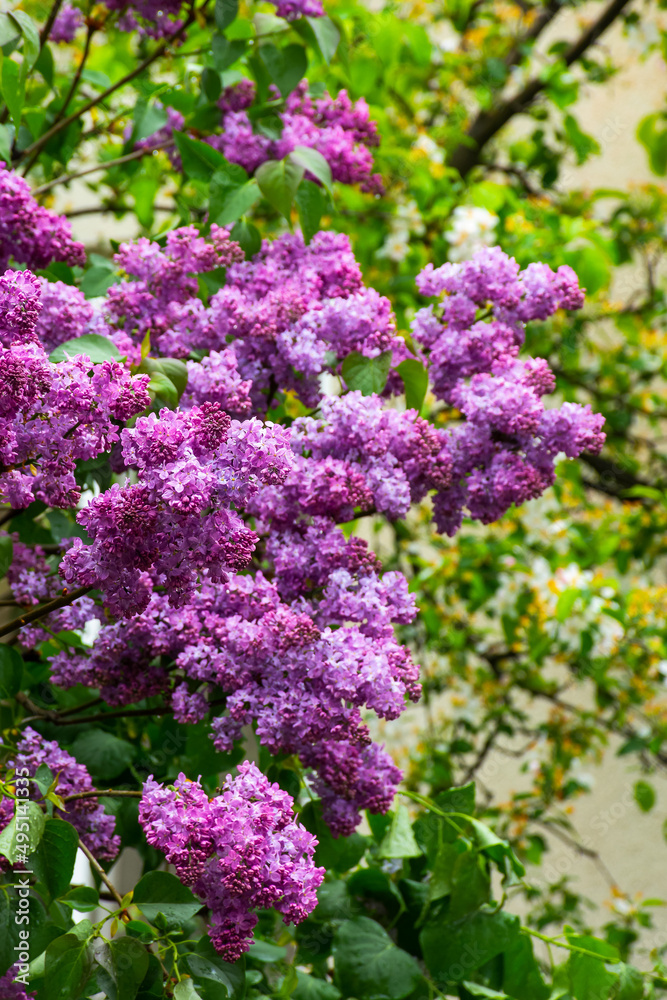 syringa bush in blossom. beautiful botanical green nature background in spring season syringa bush in blossom. beautiful botanical green nature background in spring season