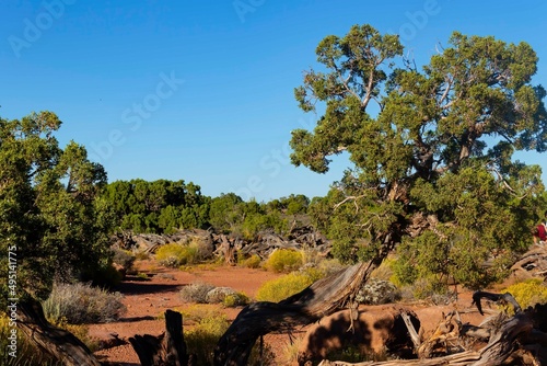 Φωτογραφία Old mountain pine. National Park in Utah.