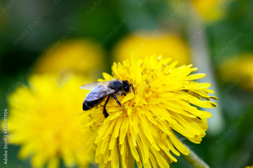 yellow beautiful dandelion flowers with seeds