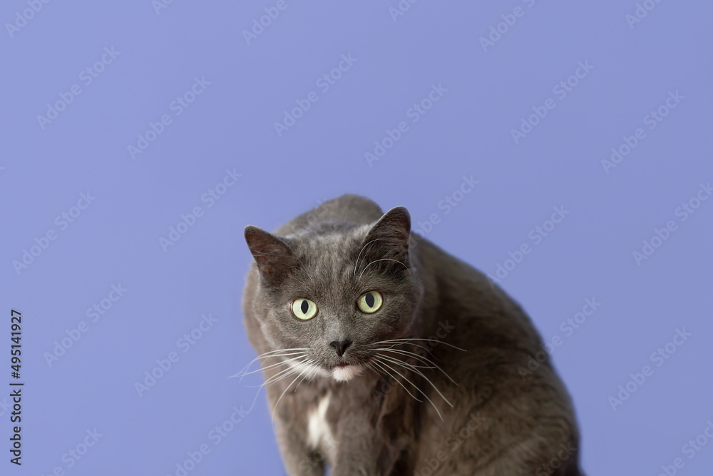Portrait of a domestic cat on a blue background. Pets. Copy space