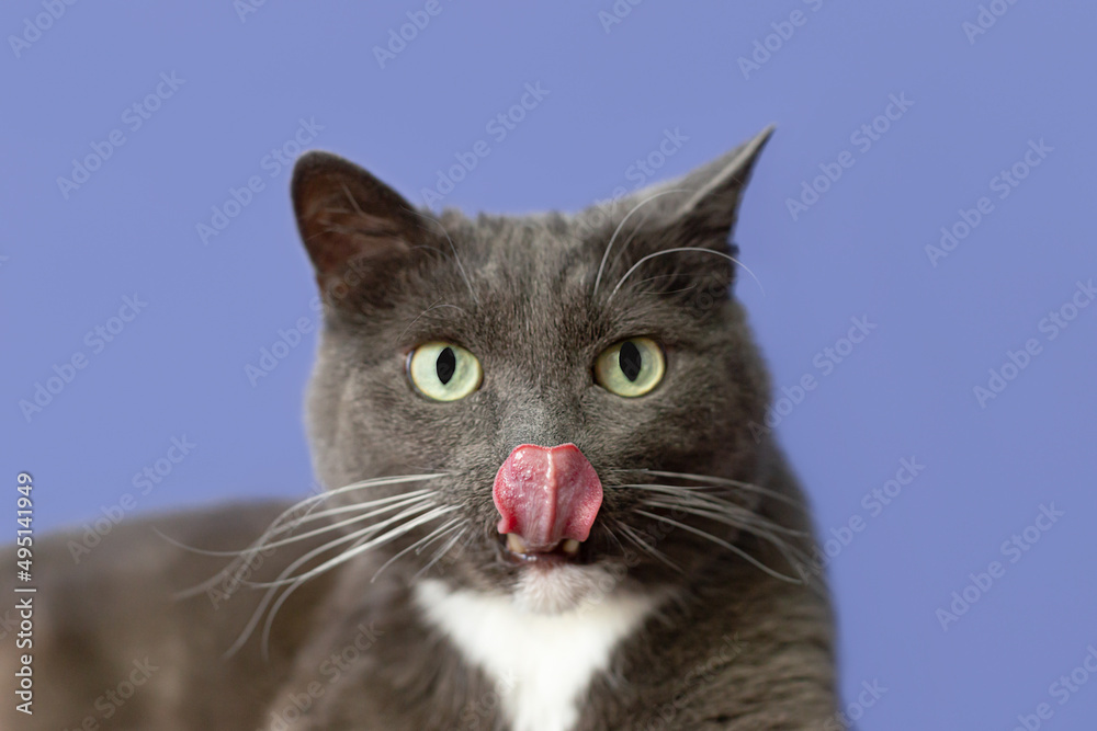 Domestic cat on a blue background close-up. Pets