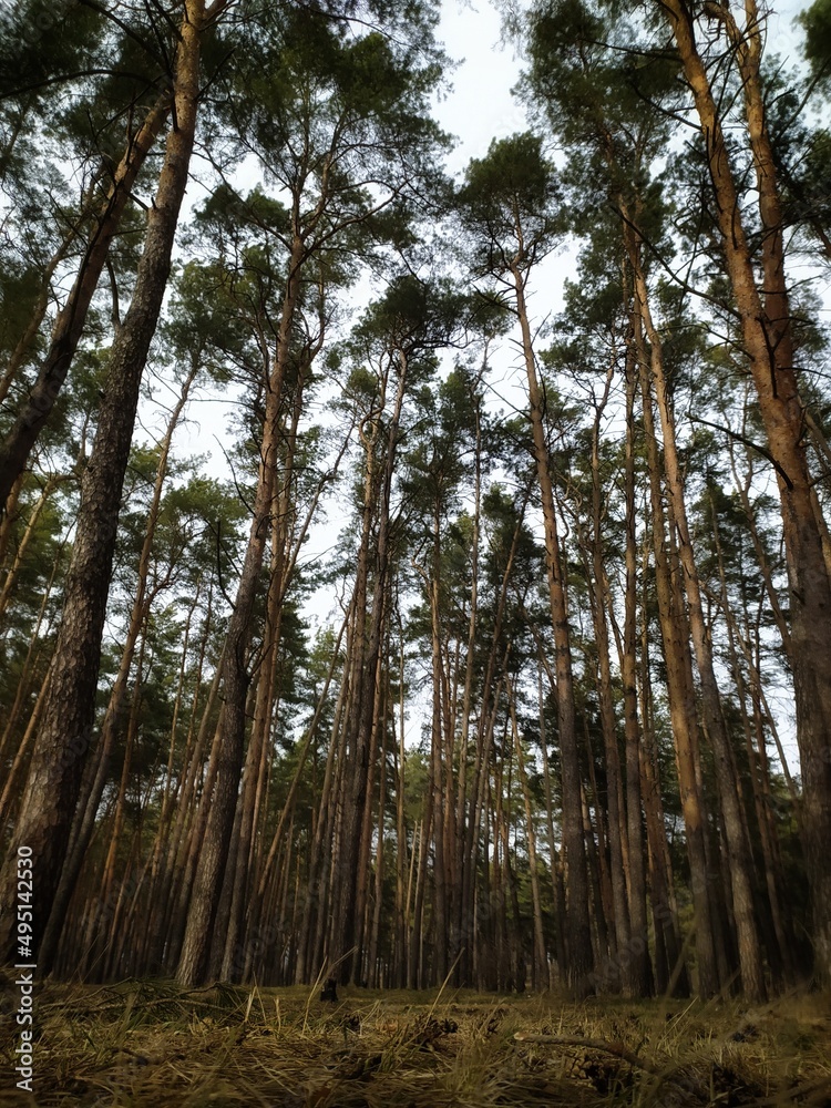 Fototapeta premium trees in the forest