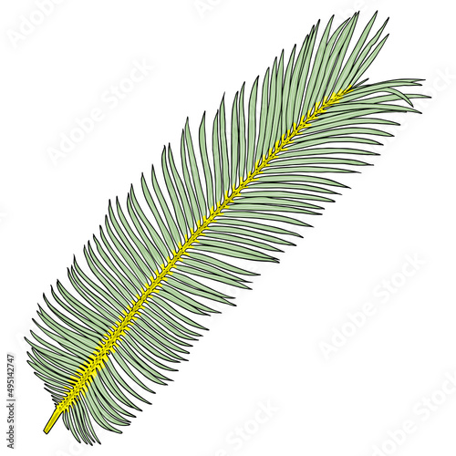 Jungle exotic tropical leaves  green and red natural palm leaf on white background. Vector.