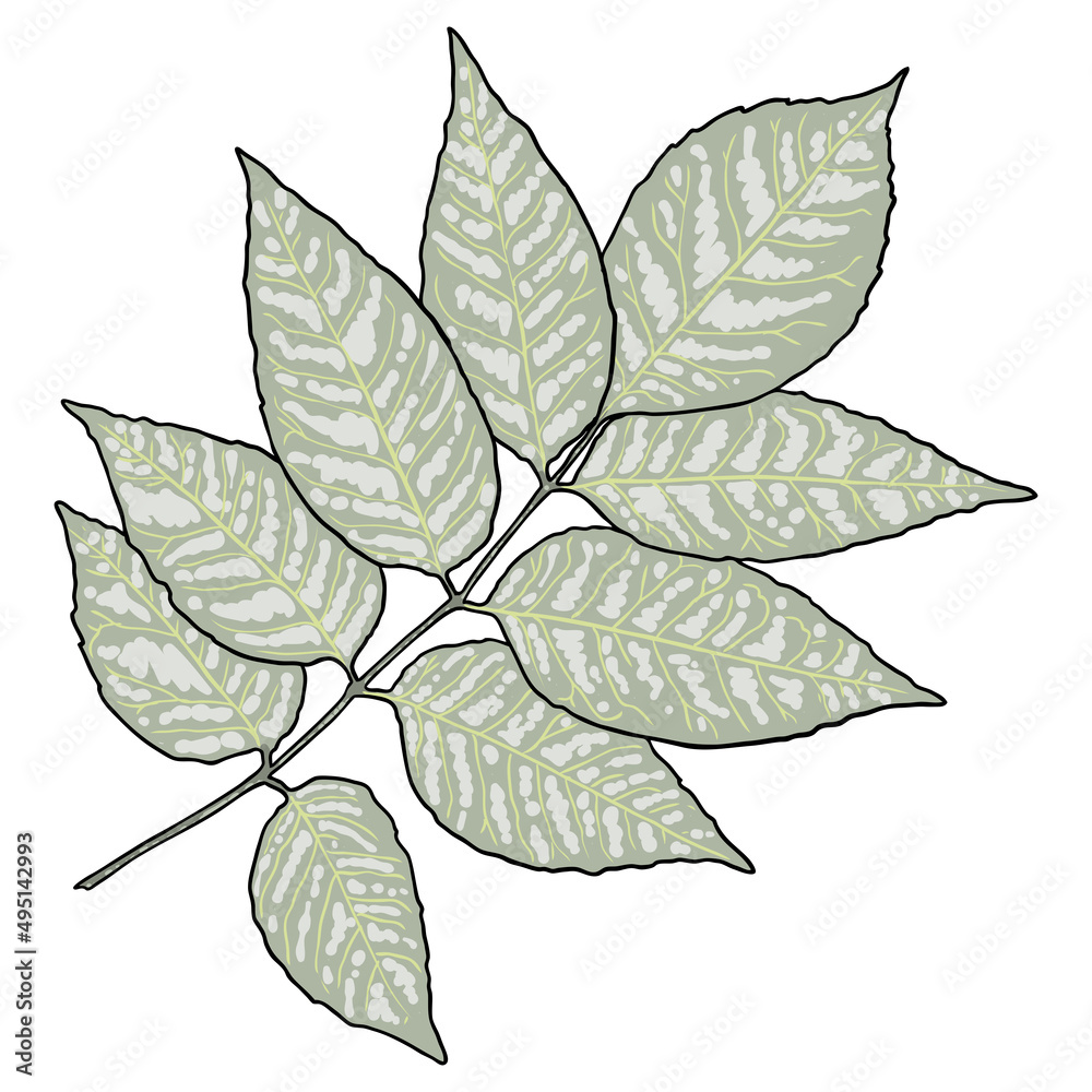 Ash tree branch with green leaves. Botanical twig illustration. Vector.