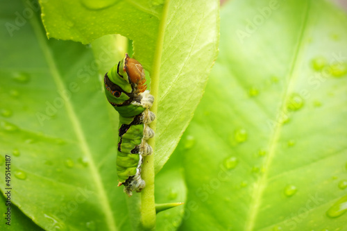 A detailed macro image of a Swallowtail caterpillar on a lemon tree