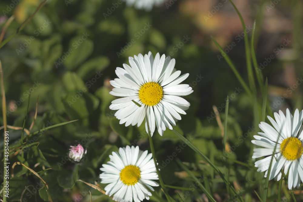 Obraz premium Gänseblümchen