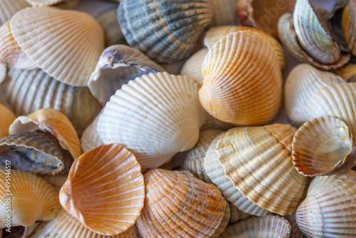 Textured background of a nice light tone from seashells with lines